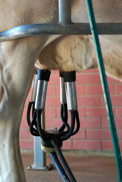 Ordeñando la vaca — Foto de Stock