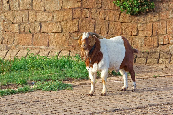 Koza na drodze — Zdjęcie stockowe