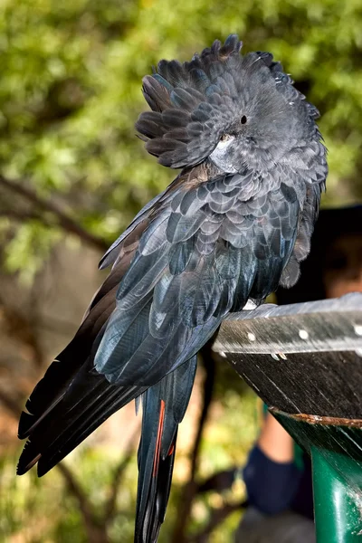 Глянцевый чёрный какаду в зоопарке Аделаиды — стоковое фото