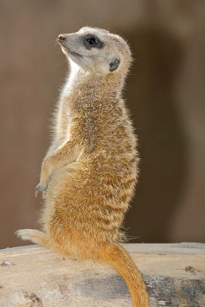 Meerkat 경비 — 스톡 사진