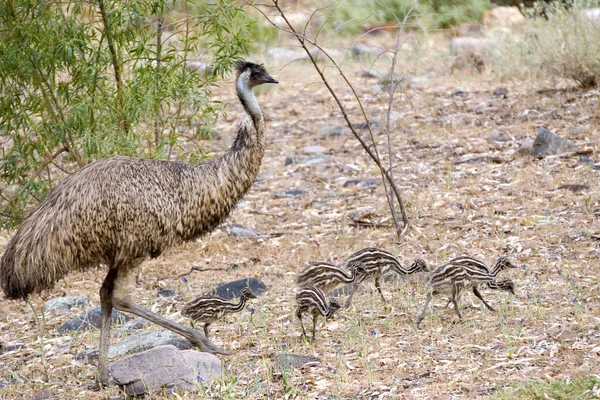 EMU en kuikens — Stockfoto