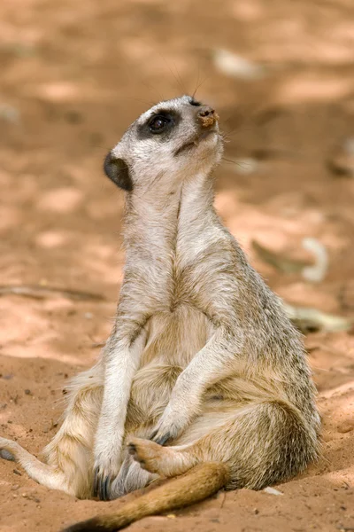 Meerkat 앉아 — 스톡 사진