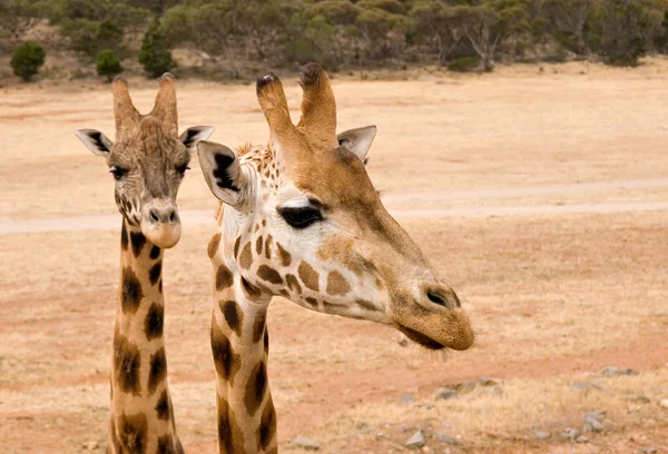 Giraff på nära håll — Stockfoto