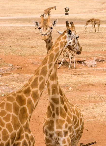 Iki zürafa birlikte — Stok fotoğraf