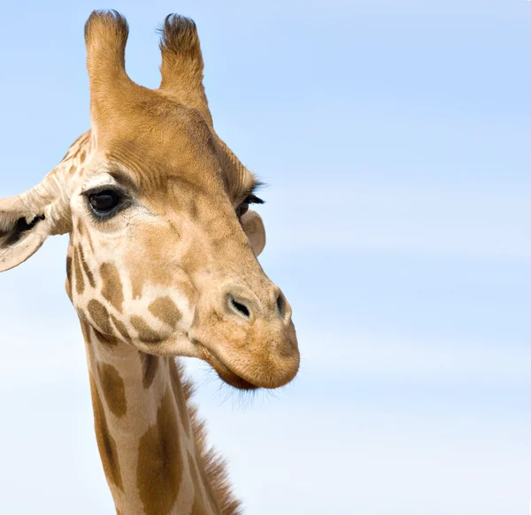 Zavřít záběr na žirafu — Stock fotografie