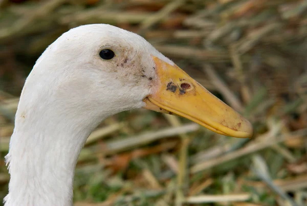 Beyaz ördek yukarıya kapatmak — Stok fotoğraf