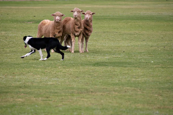 Sheepdog trials — Stock Photo, Image