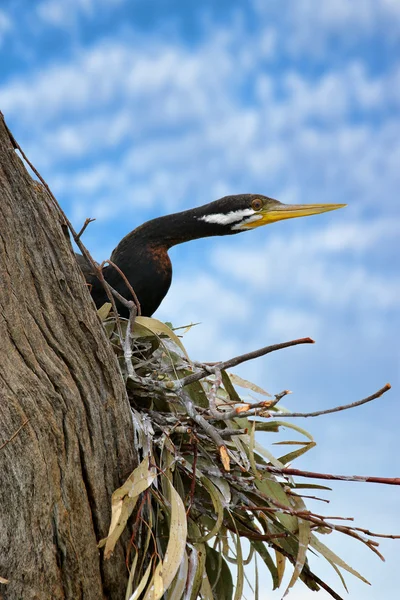 Pied cormorant — Stock Photo, Image