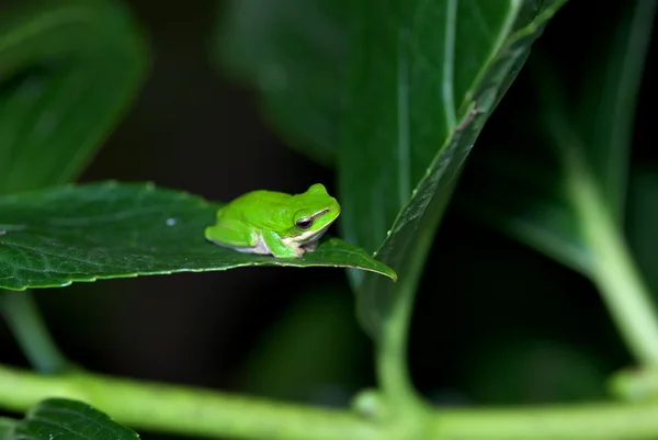 Frog in a bush — Stock Photo, Image