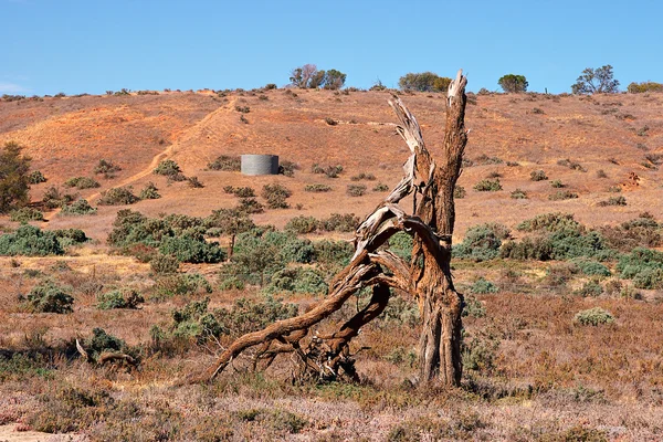 Засохшее мертвое дерево — стоковое фото
