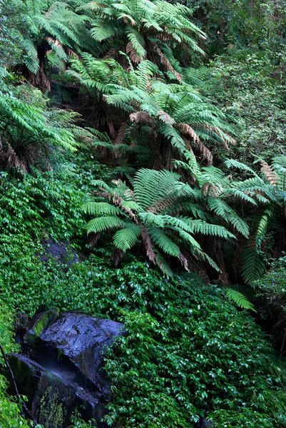 Rainforest — Stock Photo, Image