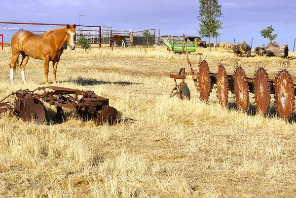 Häst i gården — Stockfoto