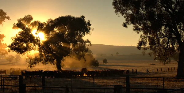 Korna på morgonen — Stockfoto