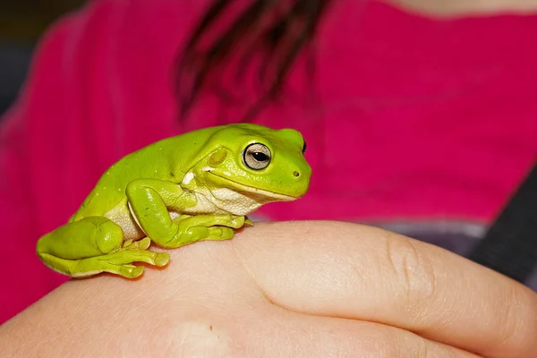 緑の木のカエル — ストック写真