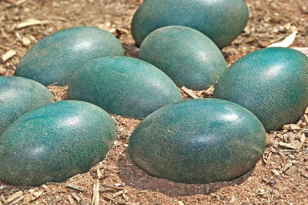 Gröna emu ägg i smutsen — Stockfoto