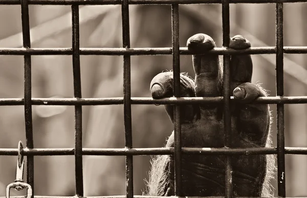 In cattività — Foto Stock