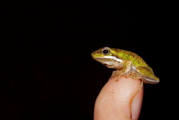 Tiny frog — Stock Photo, Image