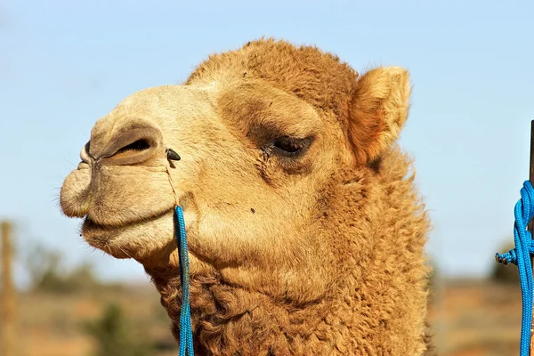 Close up of camel — Stock Photo, Image