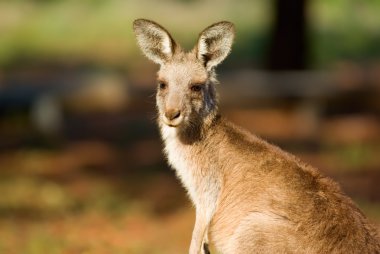 Kangaroo close up clipart