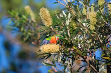 Lorikeet eating a banksia clipart