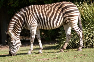 Zebra eating grass at adelaide zoo south clipart