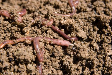 Composting worms clipart