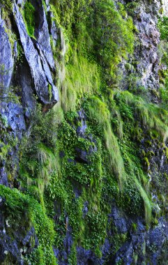 Moss and plants on the cliff clipart