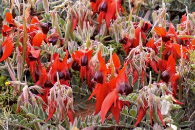 Sturts desert pea clipart