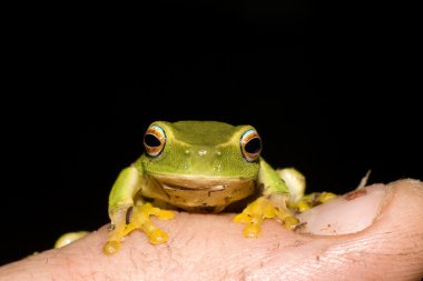 Tiny frog on finger clipart