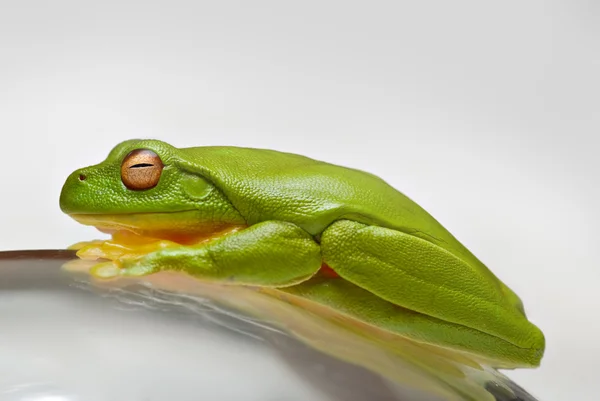 Green tree frog on glass — Stock Photo, Image