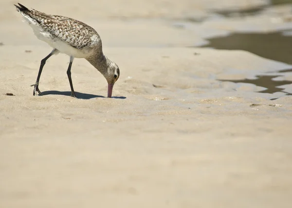 모래 파이퍼 — 스톡 사진