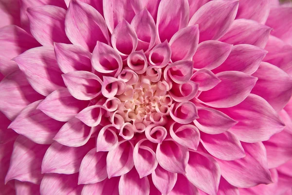 Квітка жоржин рожевий — стокове фото