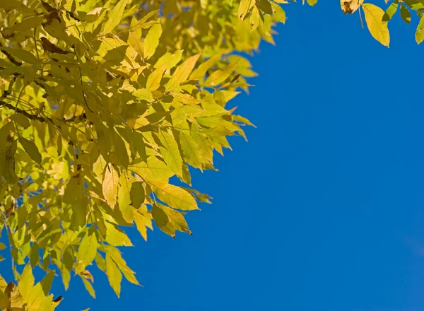Herbstblätter rahmen ein — Stockfoto