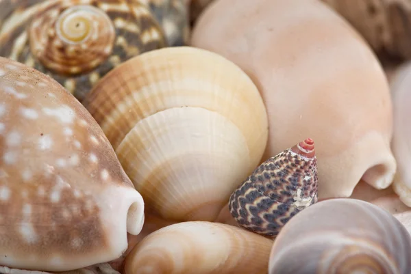 Kagylók — Stock Fotó