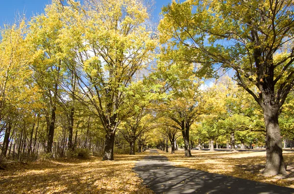 Automne automne chemin de campagne dans le parc — Photo