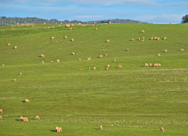 Πρόβατα στον αγρό — Φωτογραφία Αρχείου