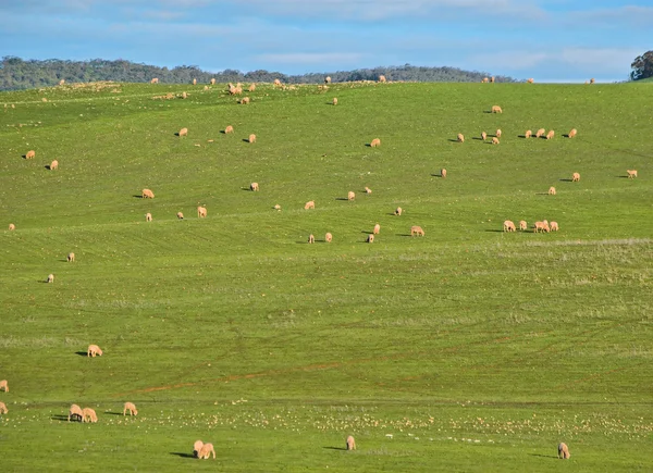 Schafe auf dem Feld — Stockfoto