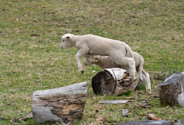 Jonge baby lam springen — Stockfoto