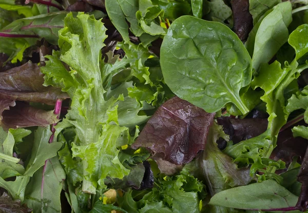 Salata yeşillikleri arka plan — Stok fotoğraf