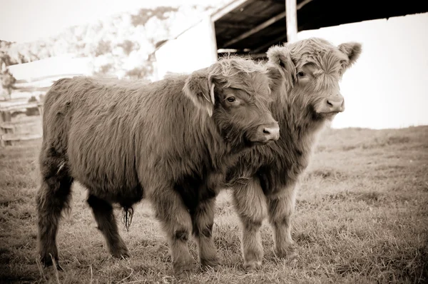 Vacas das terras altas na fazenda — Fotografia de Stock