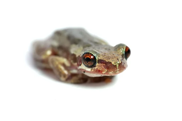小红眼树蛙 — 图库照片
