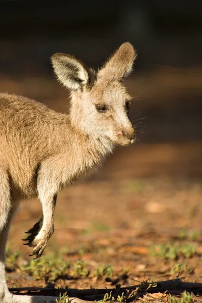 オーストラリアのカンガルー — ストック写真