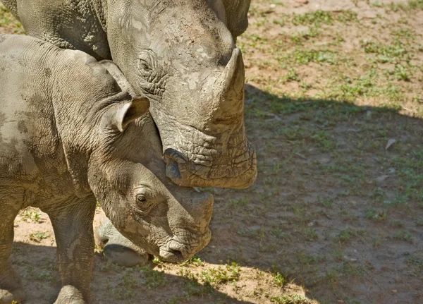 Mamma och baby noshörning — Stockfoto