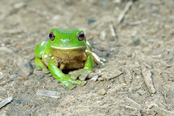 在地面上的绿色树蛙。 — 图库照片