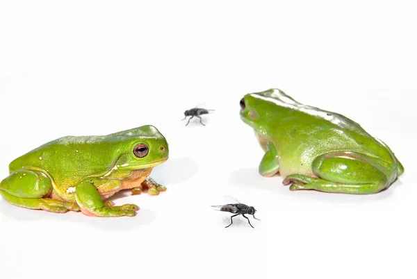 Two green tree frogs and two flies — Stock Photo, Image