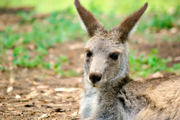 Känguru sitzend — Stockfoto