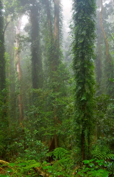 Hutan Hujan — Stok Foto