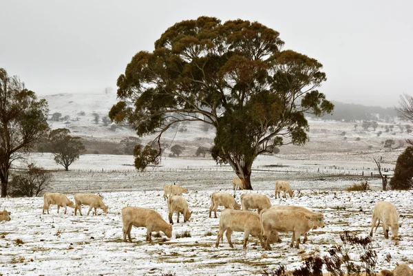 Коровы в снегу — стоковое фото