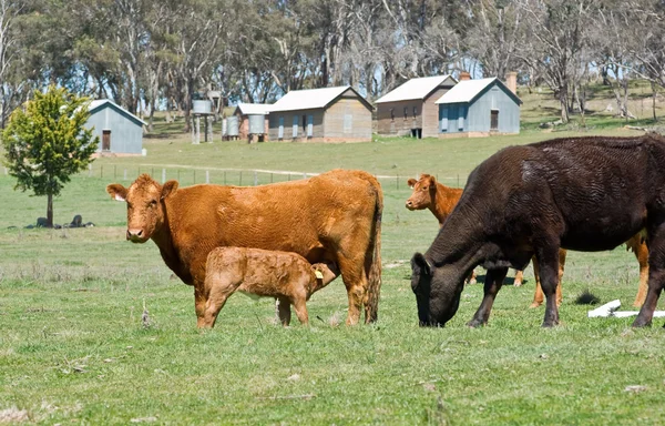 Vaches dans le champ — Photo