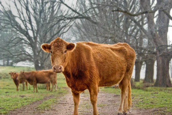 Vaca na estrada — Fotografia de Stock